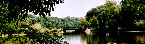 Tőserdő Tőserdő