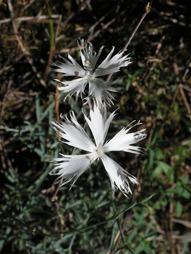 Szegfűdomb védettségi javaslat