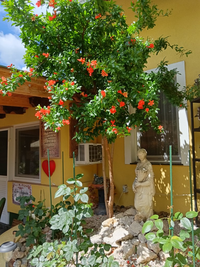 viragos_lakitelekert_5 (Közepes)