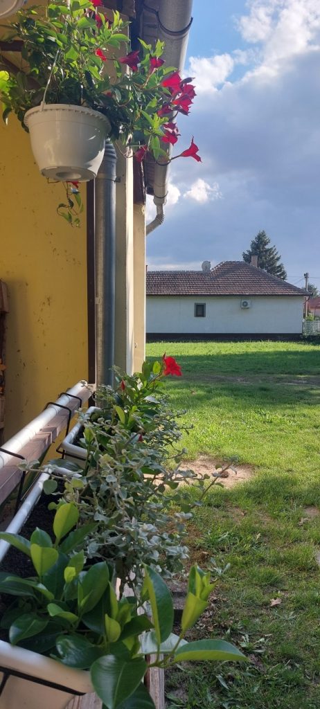 viragos_lakitelekert_9 (Közepes)